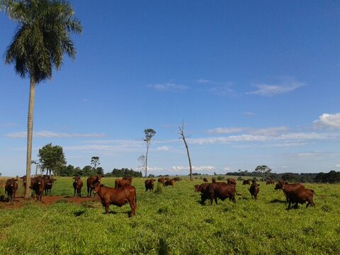 Red Cattle Grazing on Green Pasture in Paraguay