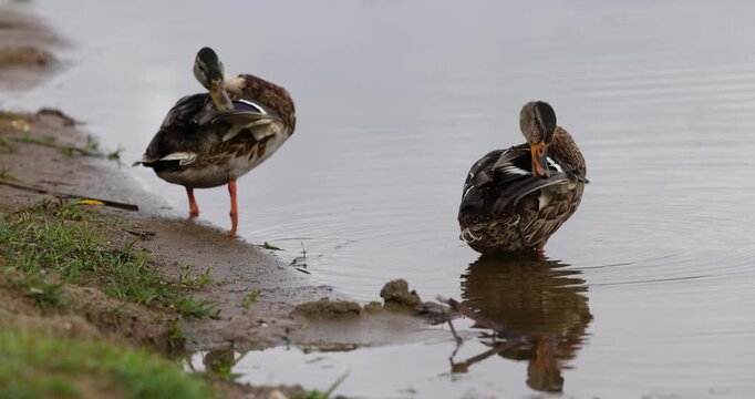 Mallards clean their feathers, a pair of mallards at the water's edge near a muddy shore with an organic land surface and authentic bird behavior in a natural environment.