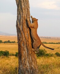 Leopard climbing tree in African savanna searching prey © Michael