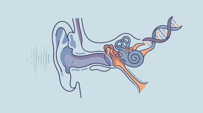 Parts Of The Ear Diagram Unlabeled