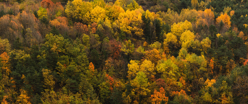 Scenic view of trees on mountains during autumn