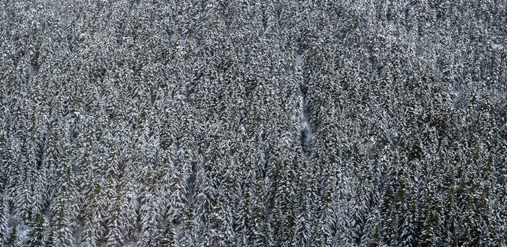 Winter Background