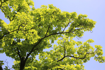 Fototapeta premium Green leaves of tree against a clear blue sky.