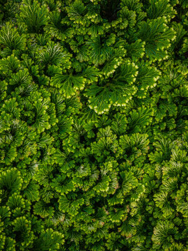 Spike moss (Selaginella tamariscina)
