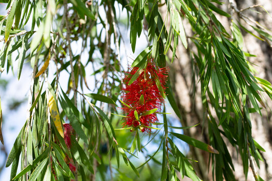 Red bottlebrush flower hanging from a green branch.