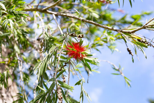 Red bottlebrush flower hanging from a green branch.