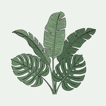Hand drawn botanical illustration of tropical monstera and banana leaves