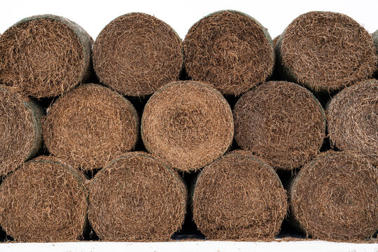 Round hay bails in rural Alberta, Canada.