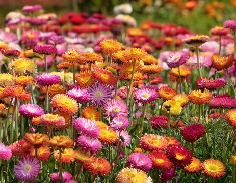 colorful strawflower meadow with vibrant everlasting blooms dense spring garden field of yellow pink and orange flowers