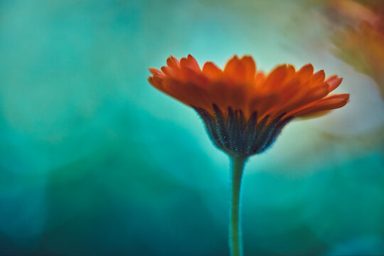 Orange Flowers