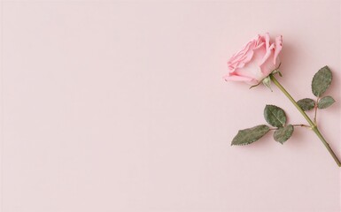 Fototapeta premium A single pink rose with green leaves on a soft pastel background.