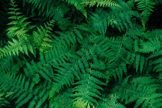 Wild Fern Background