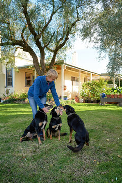 Farmer giving her Kelpie Cattle dogs treats