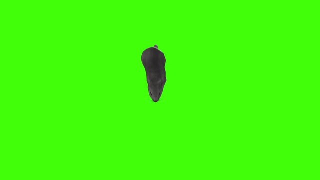 4k Rat Rodents diggers driven by the instinct to find food front view animation on isolated Green Screen, 3D Realistic mice, mouse bury objects, and build safe burrows rendering on chroma key