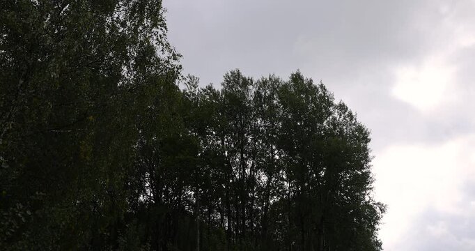 deciduous trees with yellow and green foliage in autumn in windy weather with clouds, tall different trees in the forest in autumn