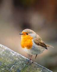 Fototapeta premium Robins Redbreasts, Erithacus rubecula, in the gloom of Humford Woods, Northumberland.