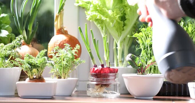 Woman spraying vegetable seedlings at window sill indoors, closeup