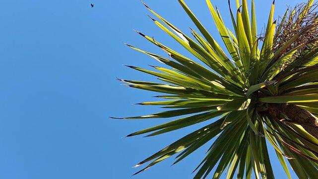 Low angle shot of a yucca plant with sharp green leaves pointing towards a clear deep blue sky for tropical landscaping architectural design and exotic summer vacation travel stock video themes
