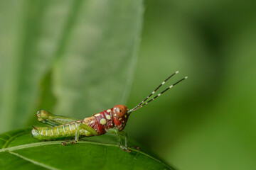Obraz premium Colorful grasshopper nymph (Acrididae or Romaleidae) showing red thorax, green abdomen and distinctly banded black-white antennae on tropical leaf. Tiputini Biodiversity Station, Yasuní National Park,