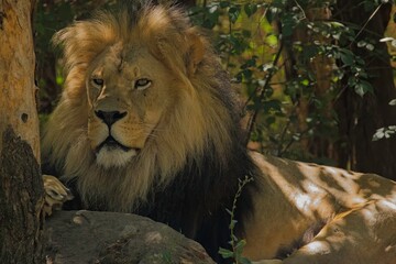 Obraz premium Lion