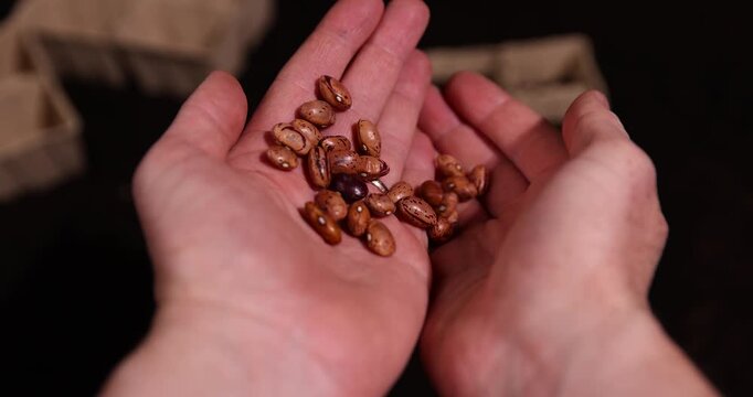 bean seeds for and filled with cardboard pots for seedlings with fertile brown soil, bean seeds and paper disposable cups for seedlings filled with soil mixed with humus and peat
