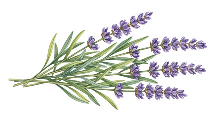 Lavender bunch, purple flowers, green leaves, floral vector illustration, botanical art © Sydney