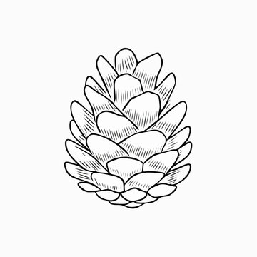 Black and white pine cone vector drawing illustration with pinecone botanical woodland evergreen illustration monochrome isolated minimalist