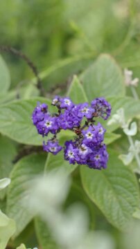 Vertical video: Remaining small violet bloom centered in garden, pale foliage drifting into frame