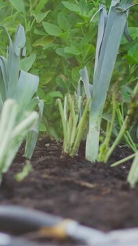 Vertical video: Pulling shot showing allium stalks focusing trowel and rake on worked soil by hedge