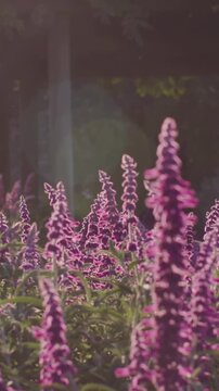 Vertical video: Swaying purple spikes pushed by breeze at wood edge, camera advancing showing bokeh