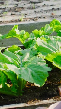 Vertical video: Swaying leafy green cluster rustling in sunlight from mild breeze in raised planter