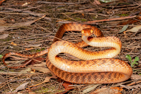 Australian Brown Tree Snake or Night Tiger