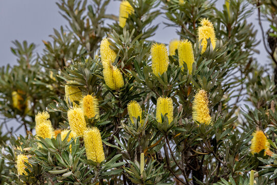 Coast Banksia Tree in flower