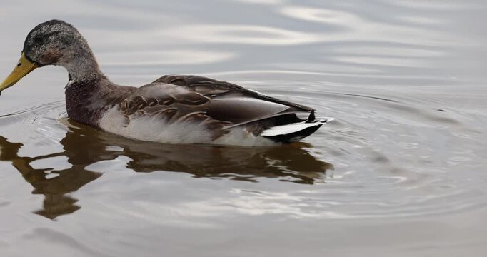 Wild ducks on the lake swim in the water during the cold autumn season. During the cold weather, the wild ducks did not fly south and remained to winter in the north of Eastern Europe.