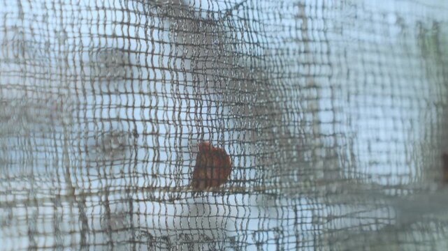 Detail of Pearl Cultivation Netting in Marine Aquaculture Farm.