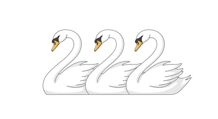 Three elegant white swans in a row, graceful water birds, isolated on white background © Alis