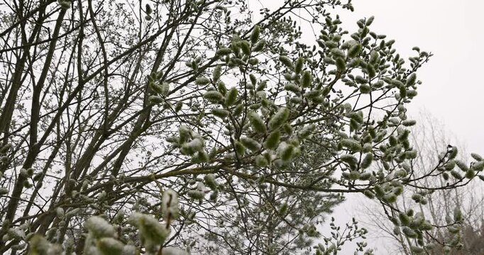 the first willow flowers are covered with a thin layer of snow in cloudy weather, the first flowering trees with fluffy tasseled flowers, tree branch