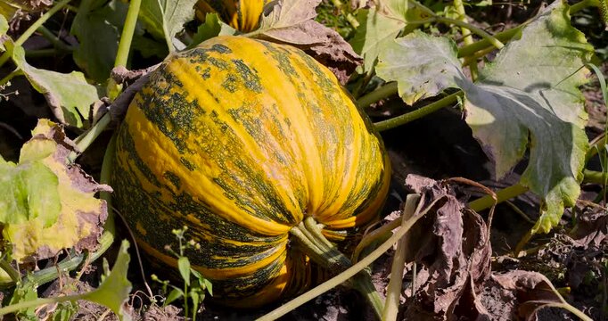 A yellow pumpkin with green stripes, this ripe pumpkin lies on the ground surrounded by large dry leaves and stems in a vegetable garden.