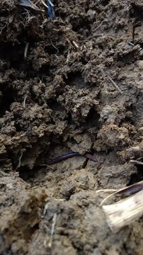 Close up shot of an earthworm crawling through dark clumpy soil.
