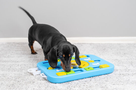 Dachshund dog sniffing and solving blue puzzle board toy on gray carpet, active problem solving enrichment concept.