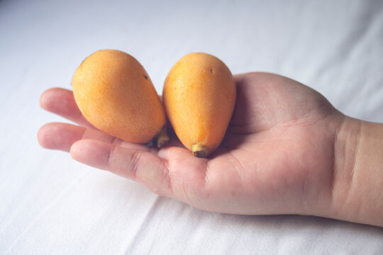 Fresh loquat fruit in hand on white fabric background, Japan