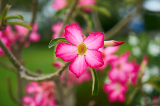 Flor tropical rosada en jard&iacute;n natural