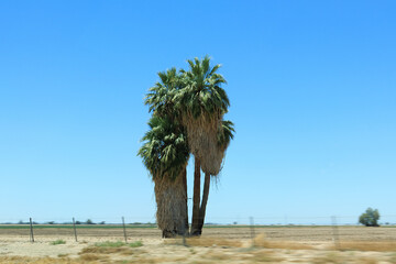 Obraz premium California Fan Palms (Washingtonia filifera), native to the southwestern United States and northwestern Mexico, contrasting the lush greenery of their fronds with the barren desert surroundings of Imp