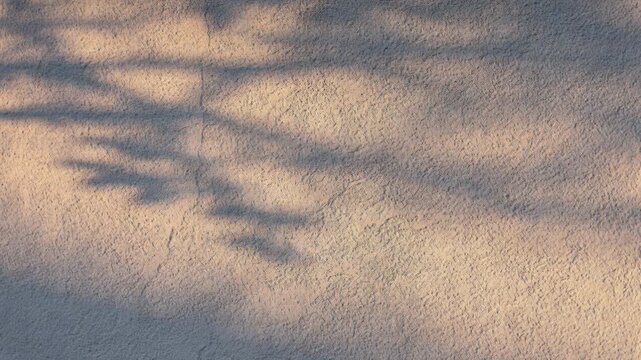 Soft morning sunlight shadow pattern texture wall, abstract branch silhouette and plant shadow textured stucco surface, calm natural minimal abstract