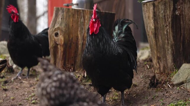 Black rooster standing with hens on farmyard ground showing natural poultry behavior outdoors