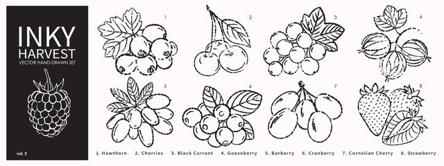Artisanal inky berry vector collection. Hand drawn rustic botanical sketches featuring strawberry, raspberry, gooseberry and barberry for organic food branding. © Kolerowa