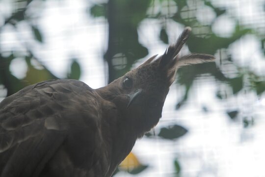 a nisaetus bartelsi bird can be seen staring sharply down