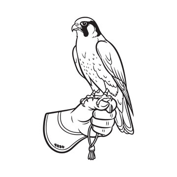 Falcon perched on a gloved hand in a falconry style