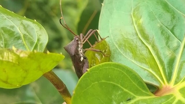 Leaf-footed beetles are on the leaves