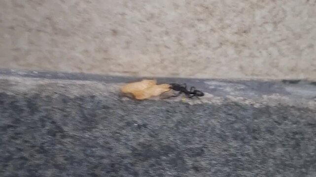 ants are carrying food
